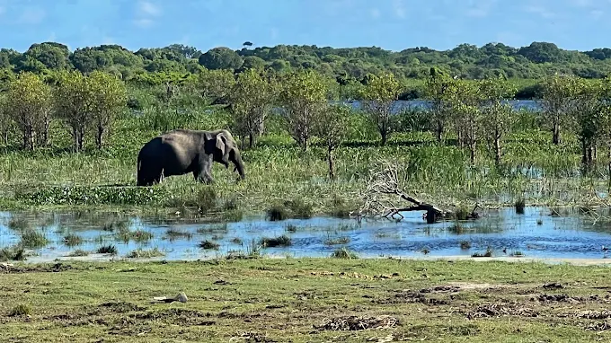 Kumana Safari from Arugam Bay
